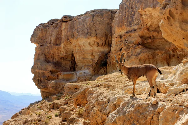 Ibex on the cliff at Ramon Crater — Stock Photo, Image