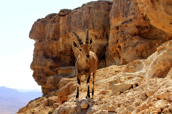 Ibex บนหน้าผาที่ปล่องภูเขาไฟราโมน — ภาพถ่ายสต็อก