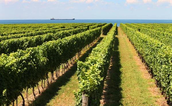 Rows of grape vines reaching out over the lake horizon — Stock Photo, Image