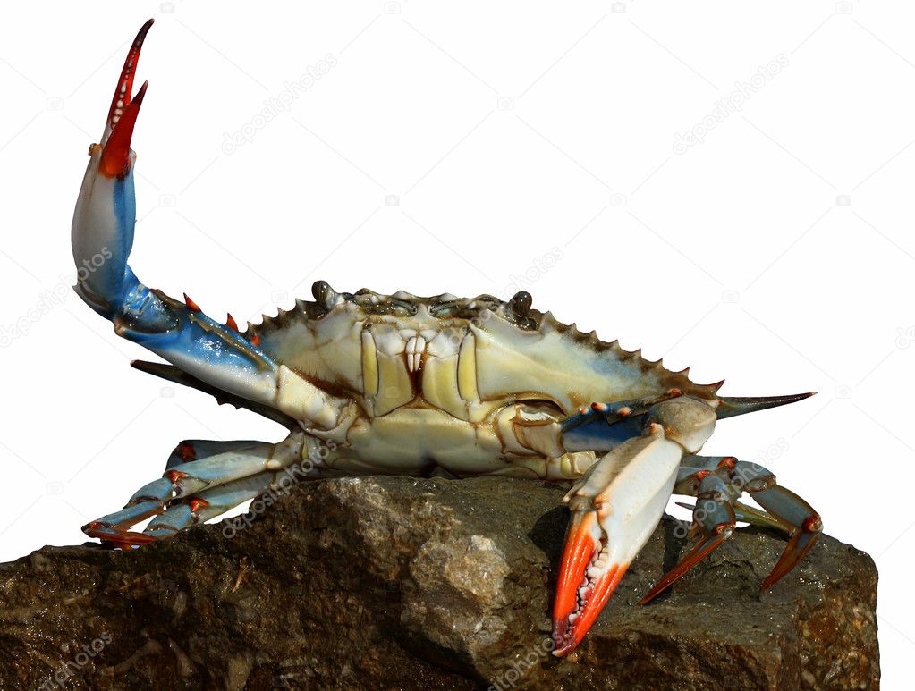 Live blue crab in a fight pose