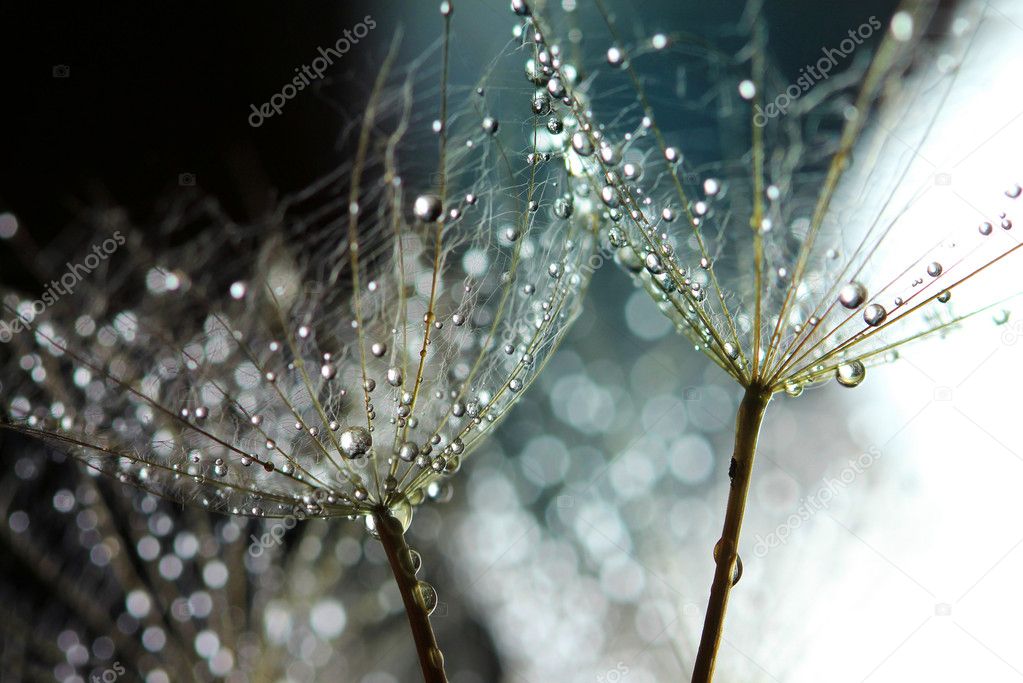 Water drops on dandelion