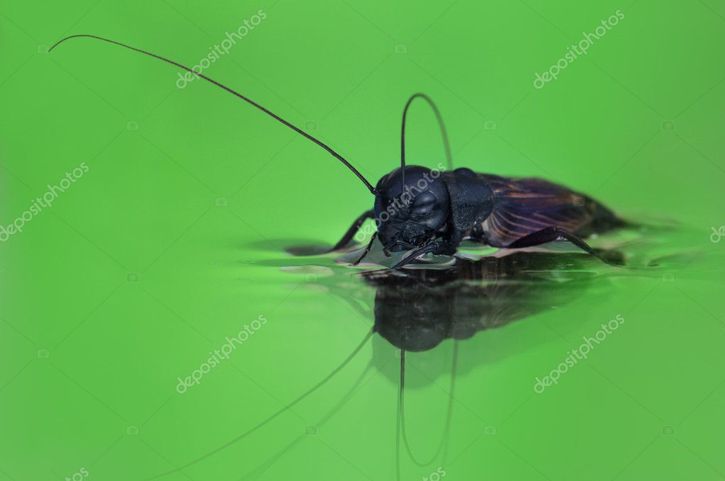 Common black cricket in the water — Stock Photo © alexsvirid 9771685