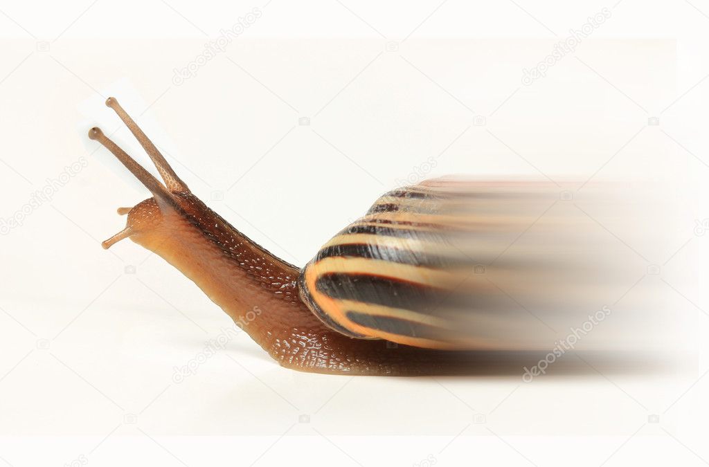 Speedy snail isolated on white