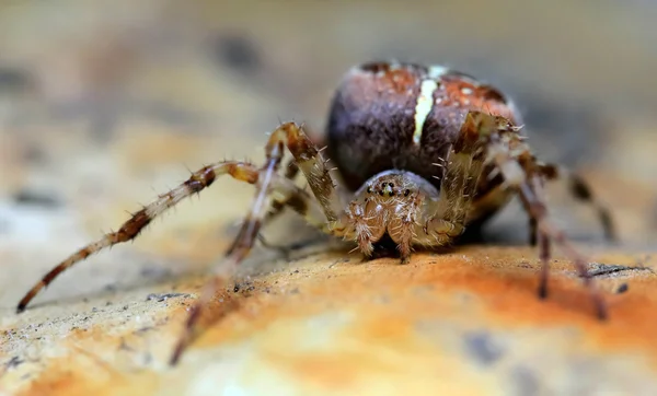 Detailní záběr na křížový pavouk — Stock fotografie