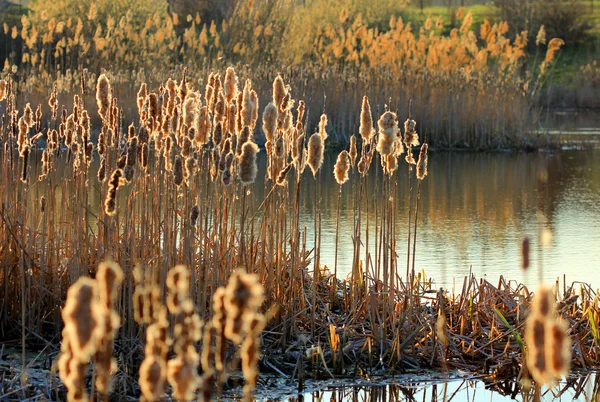 Pond with reed on sunset — Stock Photo, Image