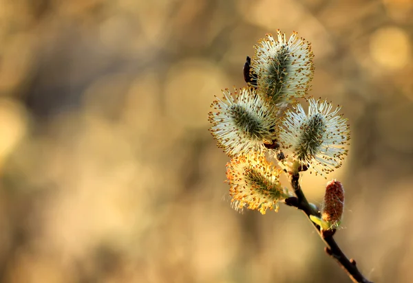 Figa ramo di salice in primavera natura — Foto Stock
