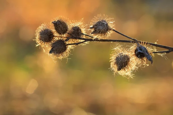 Крупним планом насіння лопуха на заході сонця з красивим боке — стокове фото