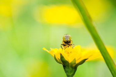 meyve dosyaları veya çiçek dosyaları makro yeşil doğa