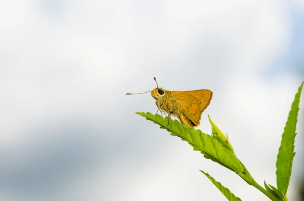 Бабочка макро в зеленой природе — стоковое фото