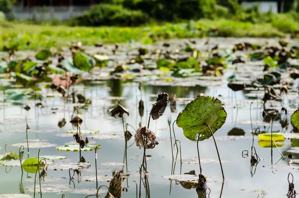 Lotus bladeren in zwembad — Stockfoto