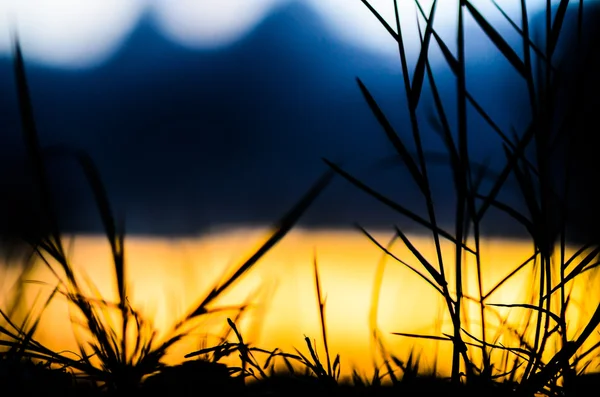 Sillouette trávu v eveing — Stock fotografie