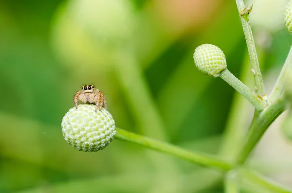 Прыжки паук макро в зеленой природе — стоковое фото