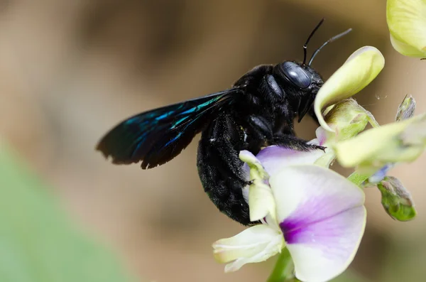 Плотниковый пчелиный макро в природе — стоковое фото