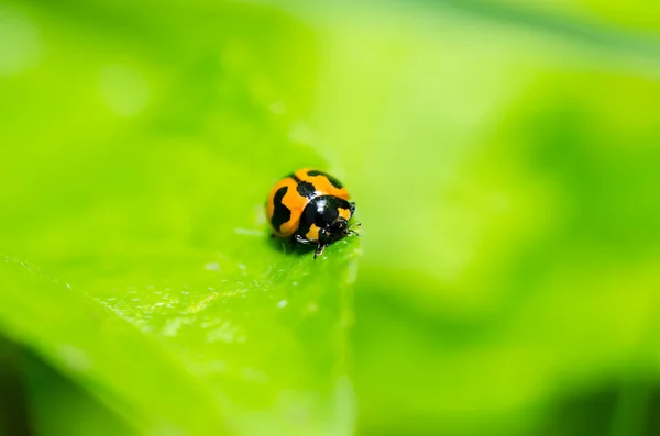 Uğur böceği makro yeşil doğa — Stok fotoğraf