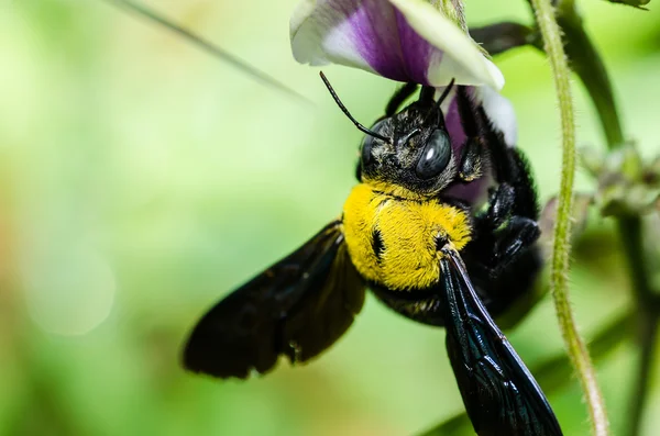 Carpintero macro abeja en la naturaleza — Foto de Stock