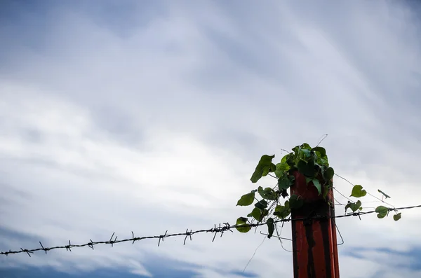 Szögesdrót kerítés és a borostyán — Stock Fotó