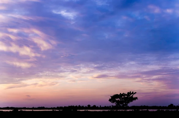 Silhouette d'arbre et ciel — Photo