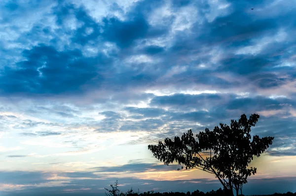 Träd silhouette och sky — Stockfoto