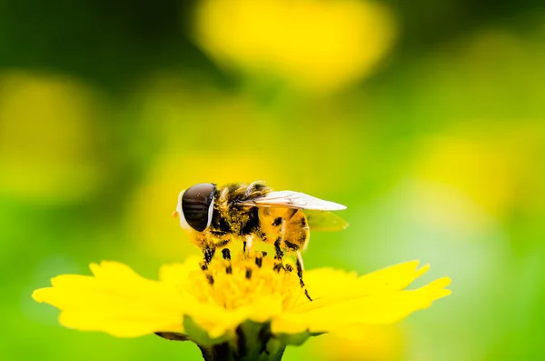 フルーツ ファイルや緑の自然の中で花ファイル マクロ — ストック写真