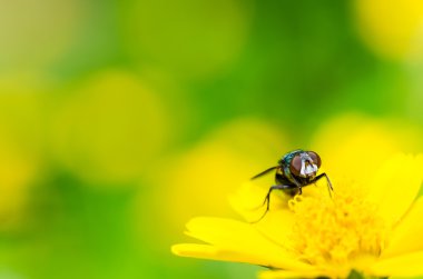 Yeşil doğanın makro fly