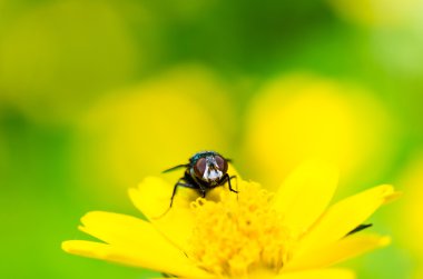 Yeşil doğanın makro fly