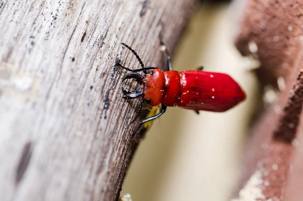 把剪刀的红色甲虫在绿色自然 — 图库照片