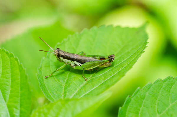 Grasshopper macro in green nature