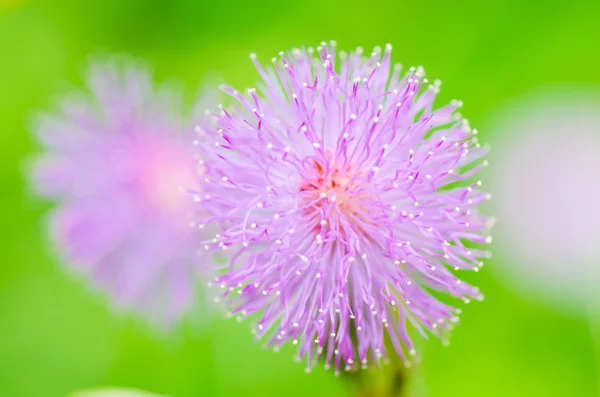 Sensitive plant flowers in the green nature — Stock Photo, Image