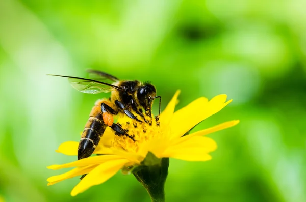 蜜蜂在宏绿色自然 — 图库照片