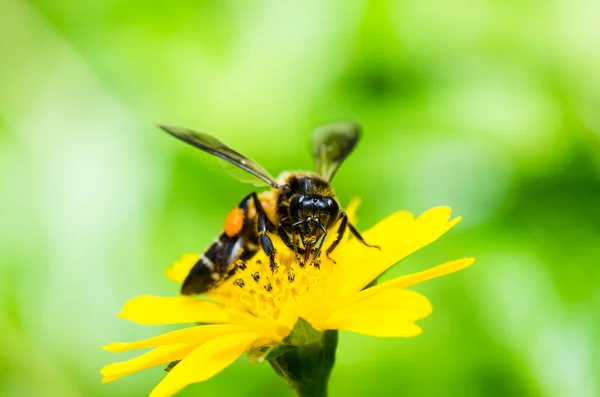 蜜蜂在宏绿色自然 — 图库照片