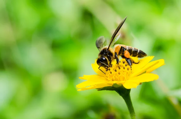 Pszczoła w makro zielony natura — Zdjęcie stockowe