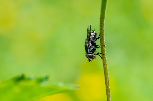 Fly macro in green nature — Stock Photo, Image