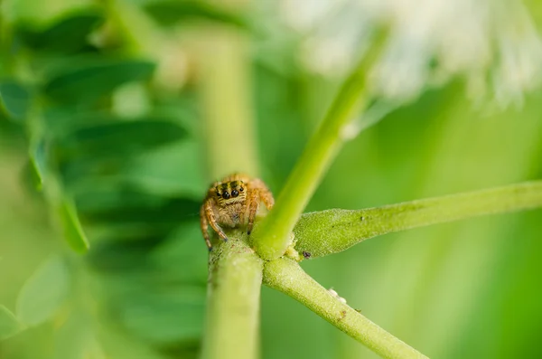 녹색 자연에 점프 거미 매크로 — 스톡 사진