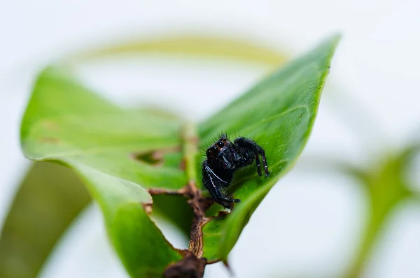 緑の自然の中でクモ マクロをジャンプ — ストック写真