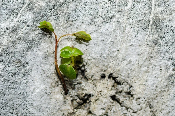 The Plant on a White Wall Background — Stok Foto
