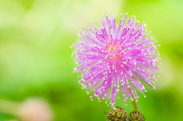 Flores de plantas sensíveis na natureza verde — Fotografia de Stock