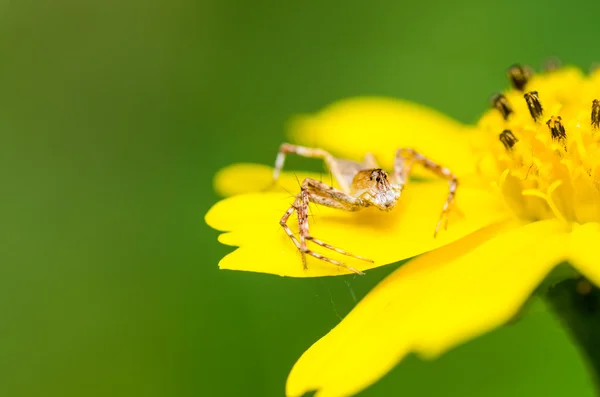 Aranha macro na natureza — Fotografia de Stock