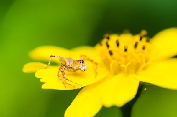 Araña macro en la naturaleza —  Fotos de Stock