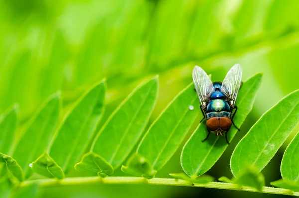 Fliegenmakro in grüner Natur — Stockfoto