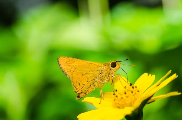 녹색 자연에 나비 매크로 — 스톡 사진