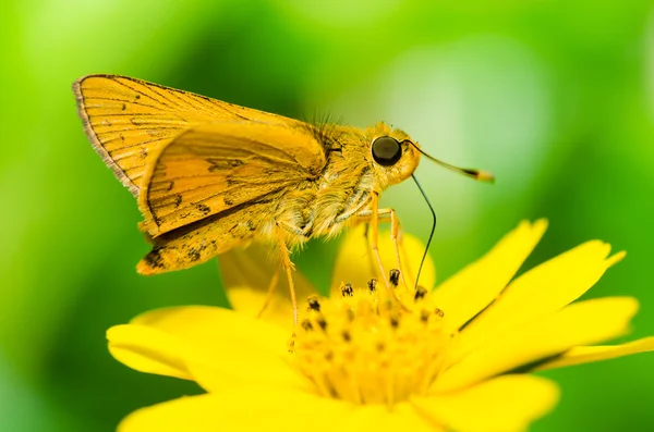 Бабочка макро в зеленой природе — стоковое фото