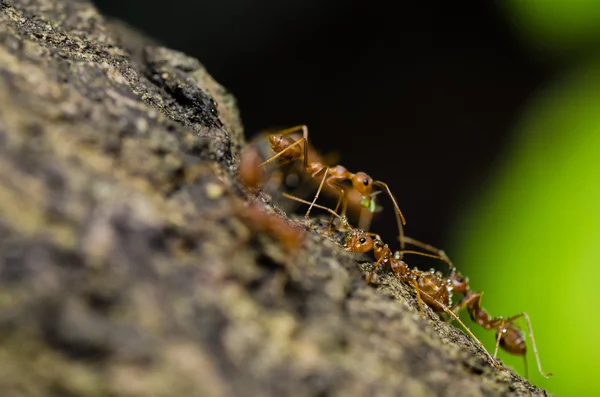 Červený mravenec makro v zeleni — Stock fotografie