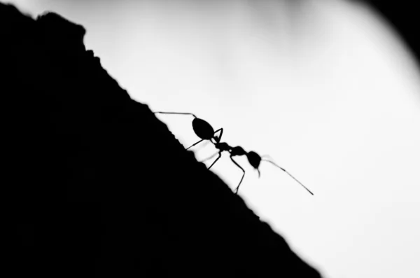 Macro fourmi rouge dans la nature verte — Photo