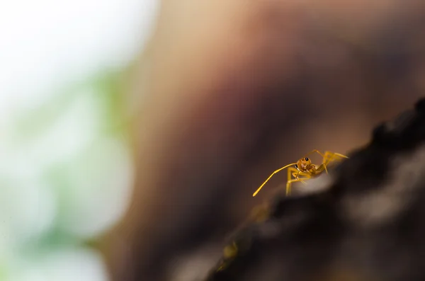 Rode mier macro in de groene natuur — Stockfoto