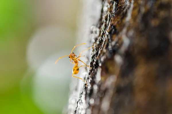 Yeşil doğa kırmızı karınca makro — Stok fotoğraf