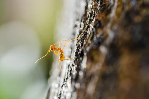 緑の自然の中で赤アリ マクロ — ストック写真