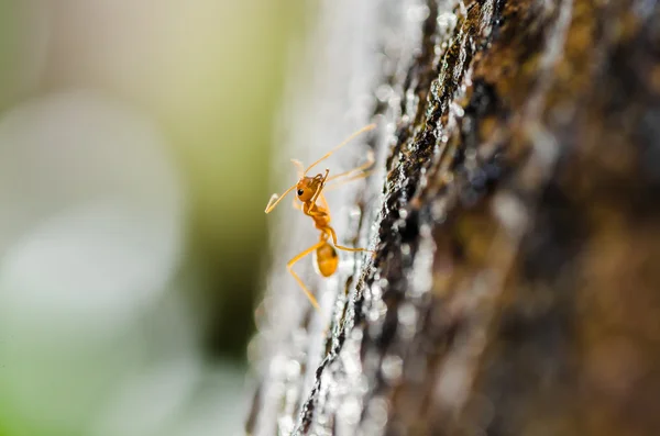 Rød myre makro i grøn natur - Stock-foto