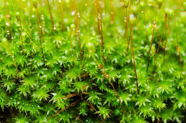 Yeşil doğanın taze moss makro — Stok fotoğraf