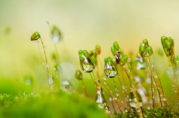 Macro di muschio fresco nella natura verde — Foto Stock