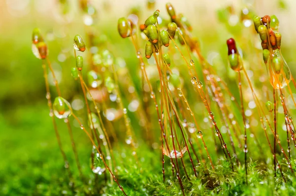 Свіжий макрос моху в зеленій природі — стокове фото